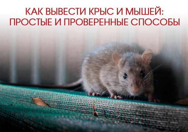 Как вывести крыс и мышей в Старой Купавне: простые и проверенные способы